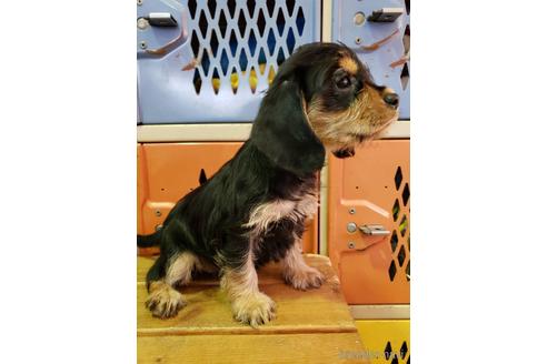 成約済の大阪府のミックス犬-164355の4枚目