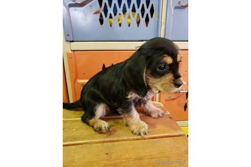 成約済の大阪府のミックス犬-164355の7枚目