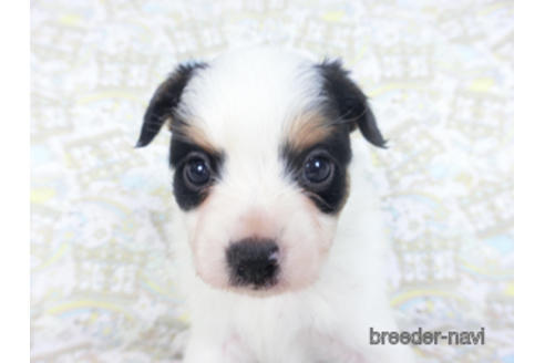 成約済の千葉県のパピヨン-164356の7枚目