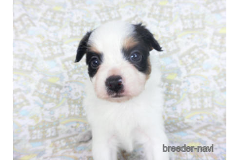 成約済の千葉県のパピヨン-164356の8枚目