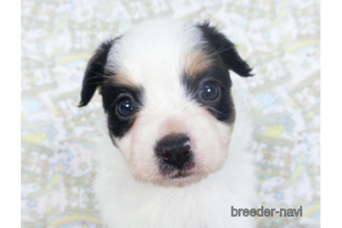 成約済の千葉県のパピヨン-164356の5枚目