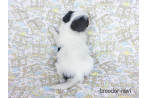 成約済の千葉県のパピヨン-164356の6枚目