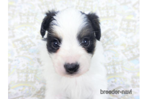 成約済の千葉県のパピヨン-164357の8枚目