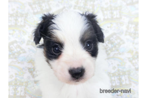 成約済の千葉県のパピヨン-164357の7枚目