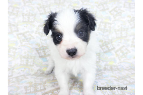 成約済の千葉県のパピヨン-164357の5枚目