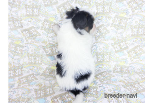 成約済の千葉県のパピヨン-164357の6枚目