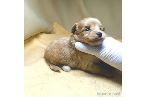成約済の茨城県のミックス犬-163527の45枚目