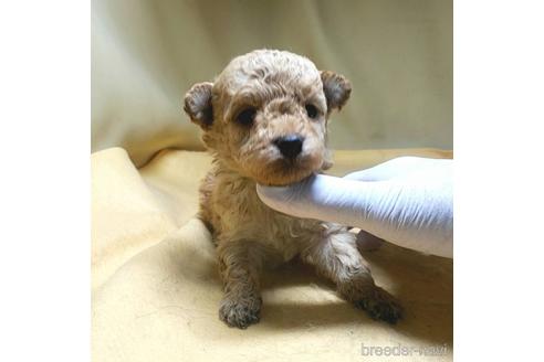 成約済の茨城県のミックス犬-163527の44枚目