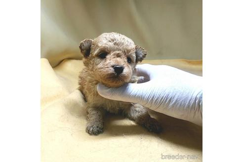 成約済の茨城県のミックス犬-163527の41枚目