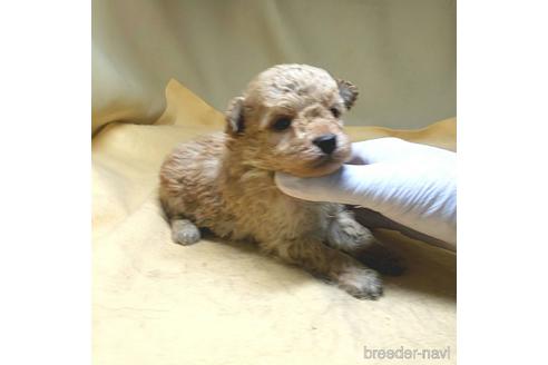 成約済の茨城県のミックス犬-163527の42枚目