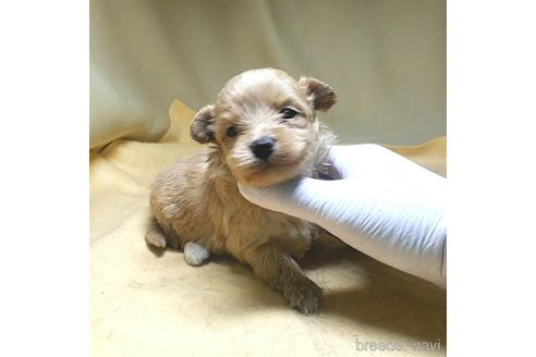 成約済の茨城県のミックス犬-163528の2枚目