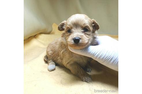 成約済の茨城県のミックス犬-163528