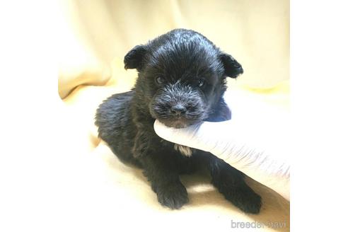 成約済の茨城県のミックス犬-163523の15枚目