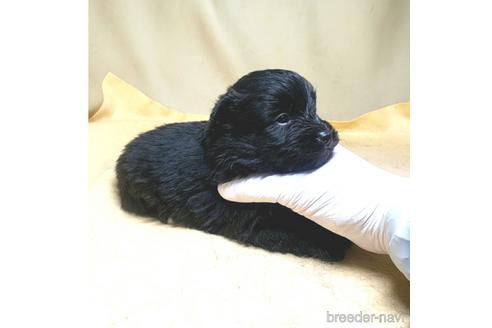 成約済の茨城県のミックス犬-163523の13枚目