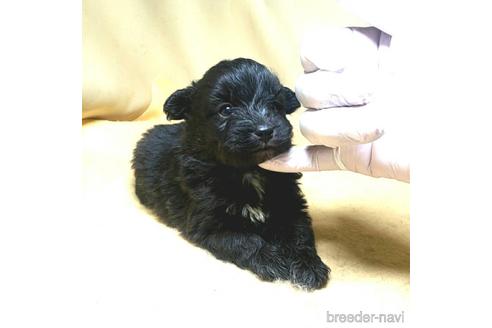 成約済の茨城県のミックス犬-163523の12枚目