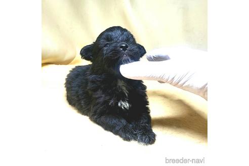 成約済の茨城県のミックス犬-163523の14枚目