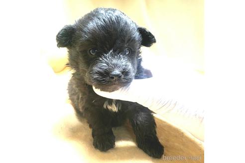 成約済の茨城県のミックス犬-163523の11枚目