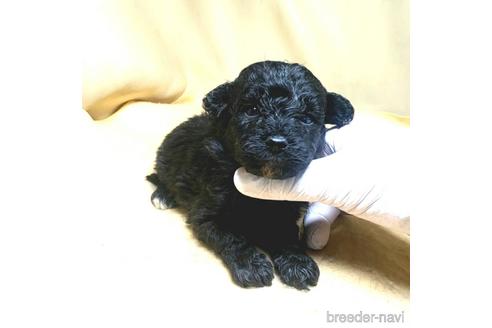 成約済の茨城県のミックス犬-163525の45枚目