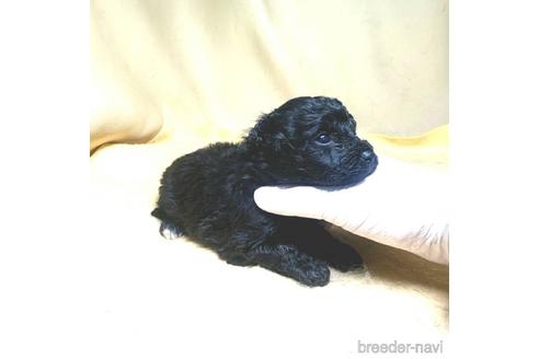 成約済の茨城県のミックス犬-163525の43枚目