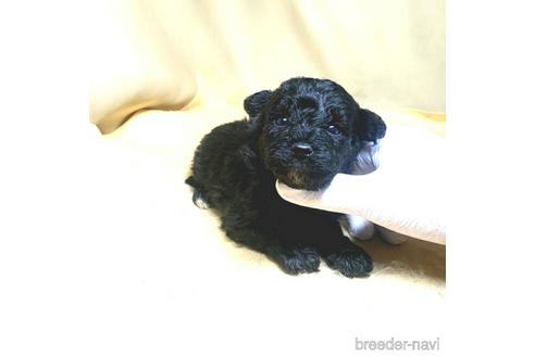 成約済の茨城県のミックス犬-163525の42枚目