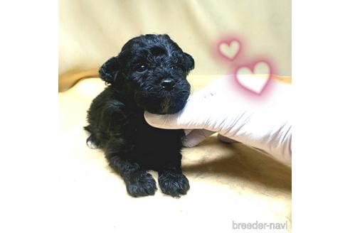 成約済の茨城県のミックス犬-163525の41枚目