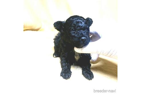 成約済の茨城県のミックス犬-163524の46枚目