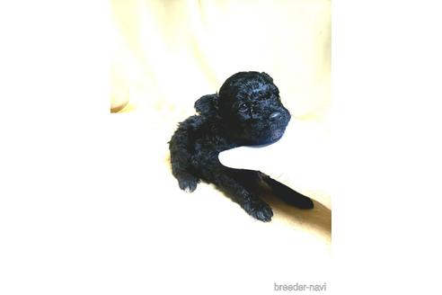 成約済の茨城県のミックス犬-163524の45枚目