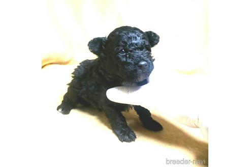 成約済の茨城県のミックス犬-163524の43枚目