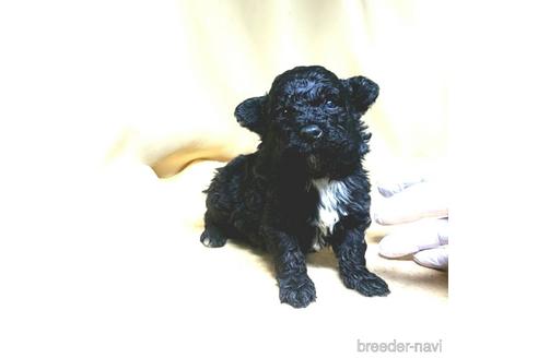 成約済の茨城県のミックス犬-163524の42枚目