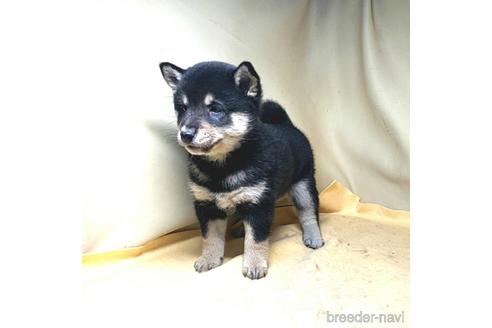 成約済の茨城県の豆柴-163518の3枚目