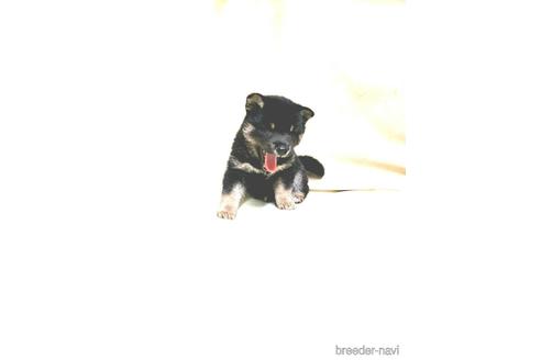 成約済の茨城県の豆柴-161232の20枚目
