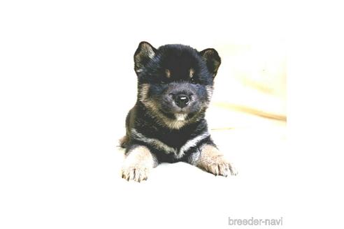 成約済の茨城県の豆柴-161232の18枚目