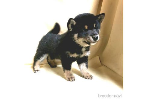 成約済の茨城県の豆柴-161229の12枚目
