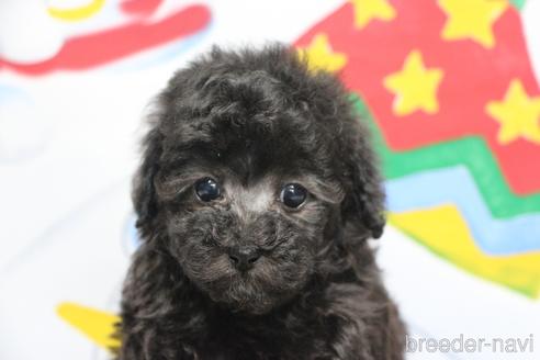 成約済の千葉県のタイニープードル-164385の1枚目