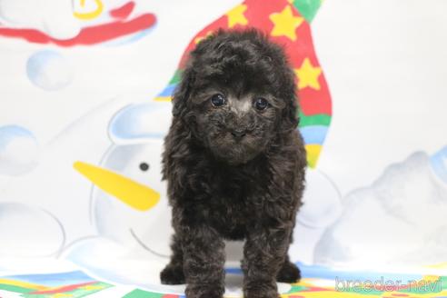 成約済の千葉県のタイニープードル-164385の6枚目