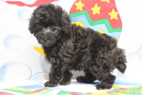 成約済の千葉県のタイニープードル-164385の5枚目