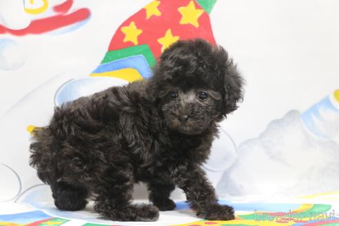 成約済の千葉県のタイニープードル-164385の4枚目