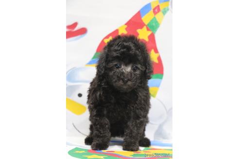 成約済の千葉県のタイニープードル-164385の3枚目