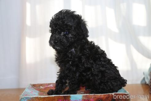 成約済の千葉県のタイニープードル-164385の2枚目