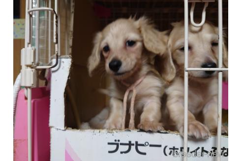 成約済の広島県のミニチュアダックスフンド(ロングヘアード)-161096の4枚目