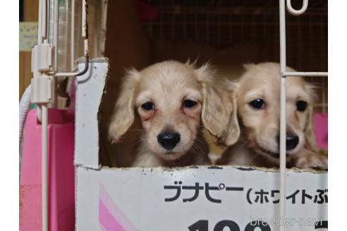 成約済の広島県のミニチュアダックスフンド(ロングヘアード)-161096の2枚目