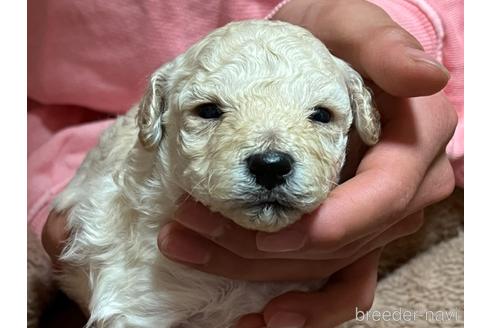 成約済の広島県のトイプードル-164424の10枚目