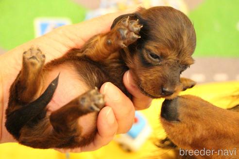 成約済の愛知県のカニンヘンダックスフンド(ロングヘアード)-163562の46枚目