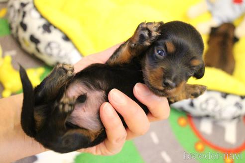 成約済の愛知県のカニンヘンダックスフンド(ロングヘアード)-163561の26枚目