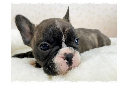 成約済の茨城県のフレンチブルドッグ-161173の9枚目