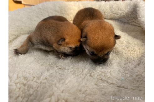 成約済の岡山県の豆柴-164456の6枚目