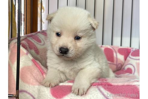 成約済の岡山県の柴犬-162579の3枚目