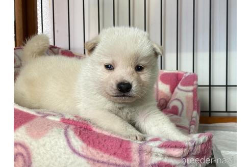 成約済の岡山県の柴犬-162579の5枚目