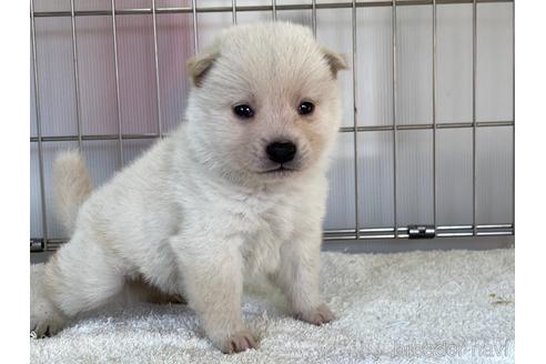 成約済の岡山県の柴犬-162579の1枚目