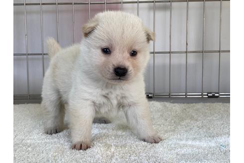 成約済の岡山県の柴犬-162579の2枚目